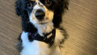 ふわりちゃん（アメリカンコッカースパニエル）