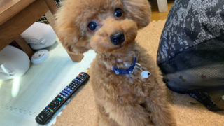 うるくん（トイプードル）