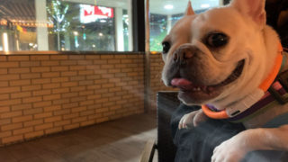 CoCoちゃん（フレンチブルドッグ）