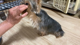 あろくん（ヨーキー）⑤