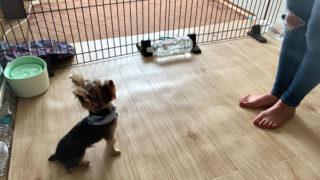 あろくん（ヨーキー）トレーニング最終日